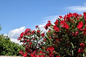Portugese laurier: je tuin opfleuren met deze veelzijdige plant